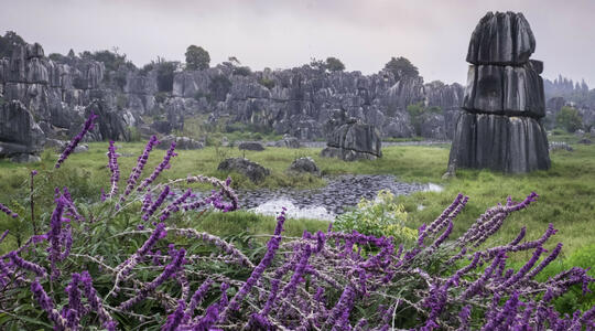 Stone Forest Flowers