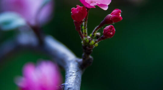 Spring sakura