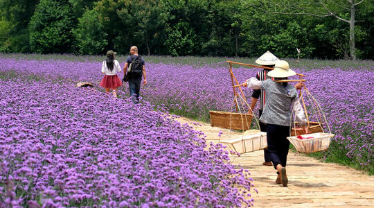 sea of flowers