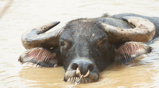 Bull Washing