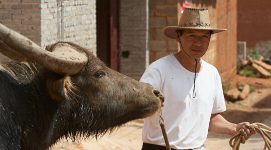 Farmer with his bull