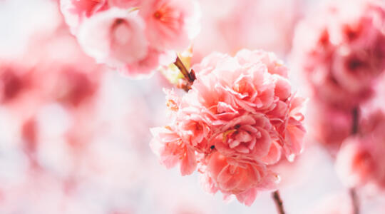 Cherry Blossom