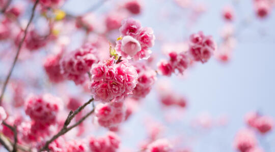 Cherry Blossom