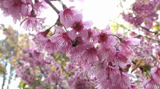 Bee & Sakura Blossoms