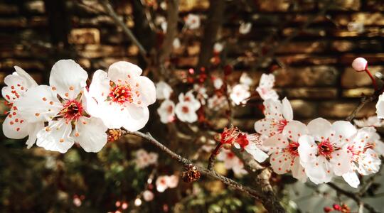 Plum flowers