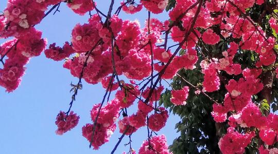 Sakura Blossoms