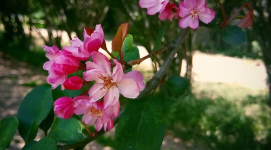 Crabapple Blossoms