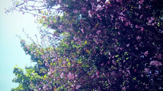 Surge of Blossoms