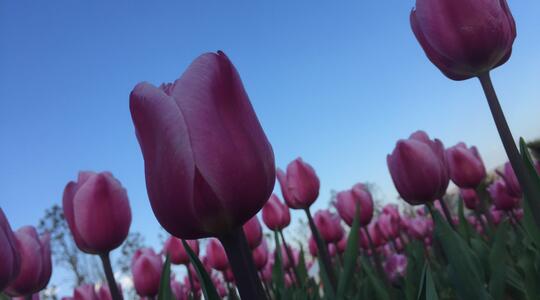 The tulip flowers