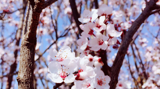 pear flower