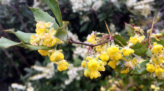  The flowers in the dew