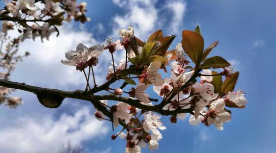 Cherry Blossom in Kunming