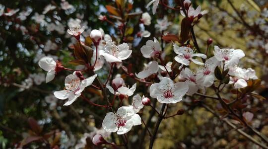 Crab apple flowers.