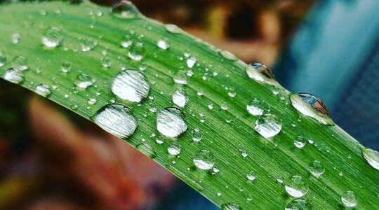 Touched by rain.