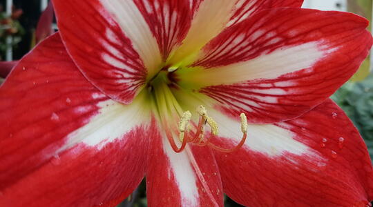 Naughty Lady Amaryllis